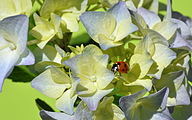 Ladybug (Coccinella septempunctata)